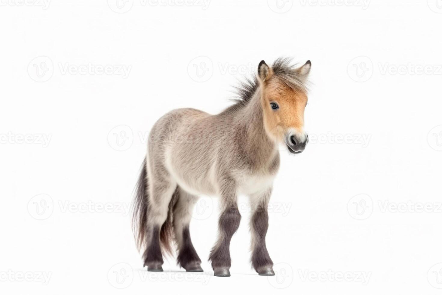 Pony on a white background, photo