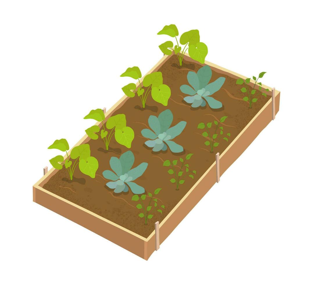 Garden bed with young sprouting plants. Vector hand drawn illustration