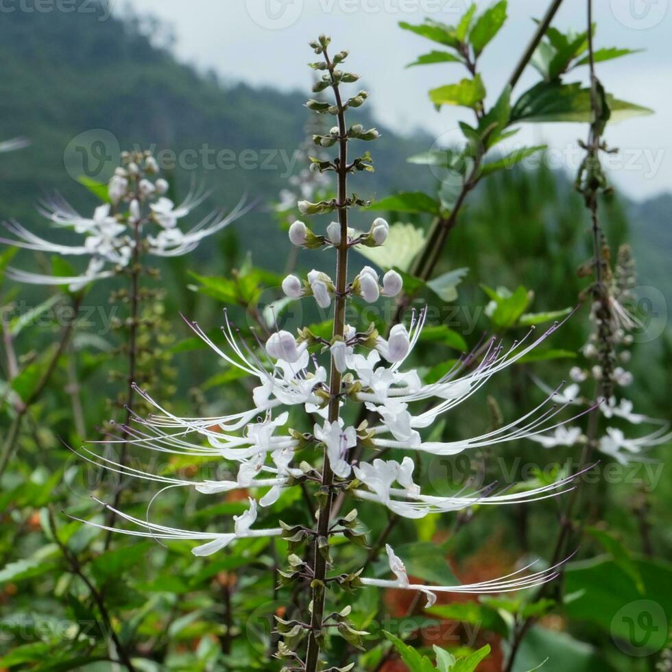 Orthosiphon Stamineus Flower photo