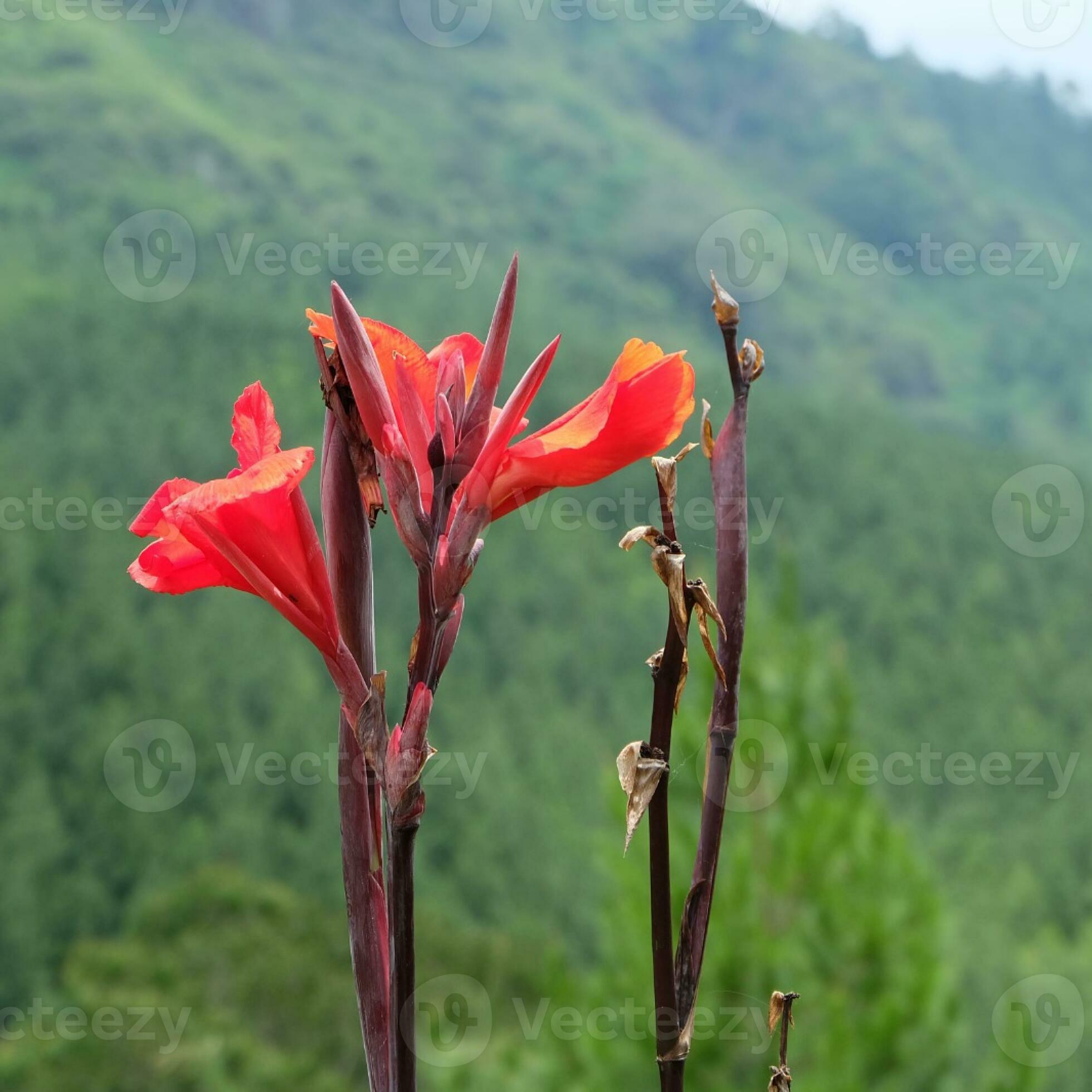 Canna Coccinea Flower 24269129 Stock Photo at Vecteezy