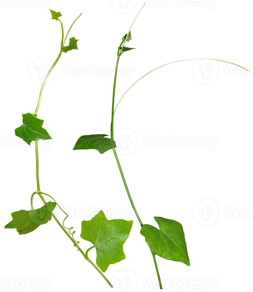 Vine Plant leaves tropic, bush foliage tree isolated on white background have clipping path photo