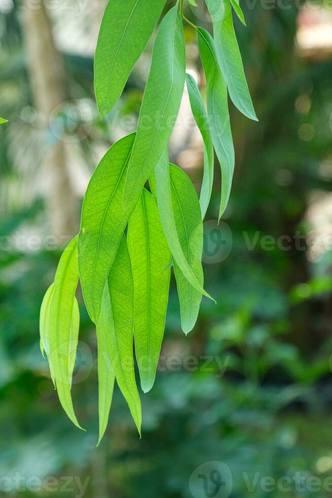 Eucalyptus leaf branch on green nature background photo