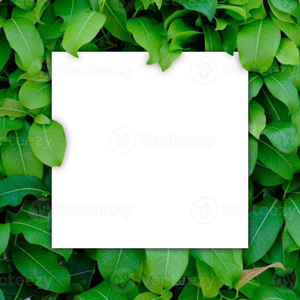 White paper blank on green leaf bush photo