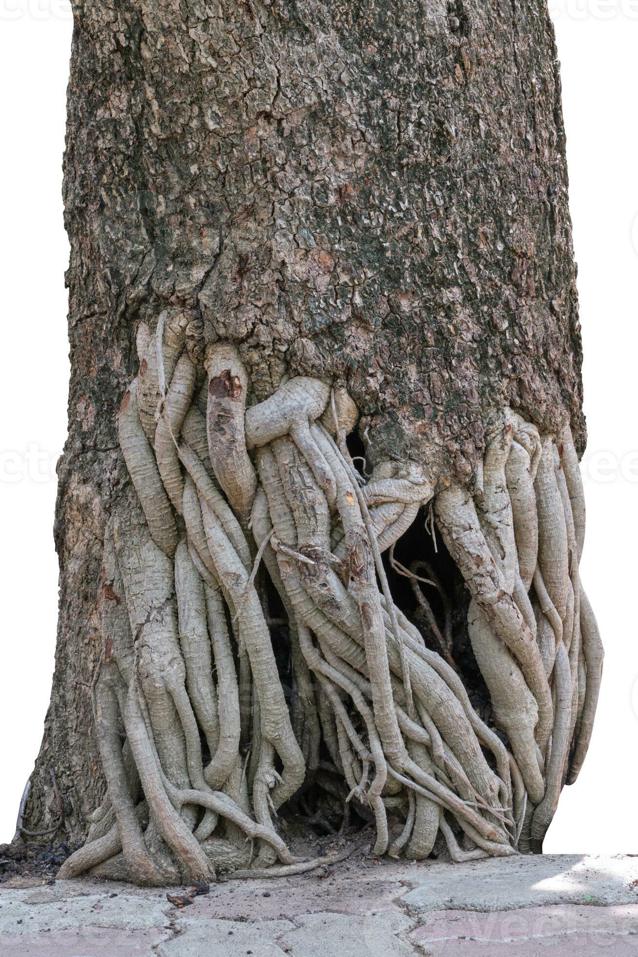 raíz de mango árbol aislado en blanco antecedentes. recorte camino