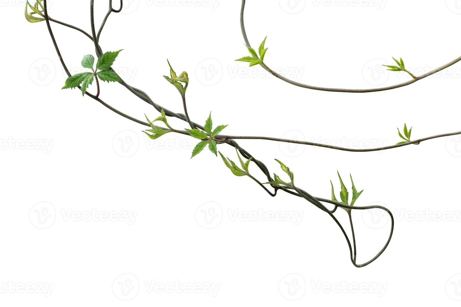 Set of plant leaves tropic creeping plant isolated on white background. Clipping path photo