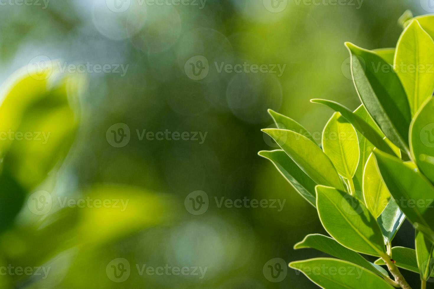 Green Leaves, foliage nature spring background blank for design photo
