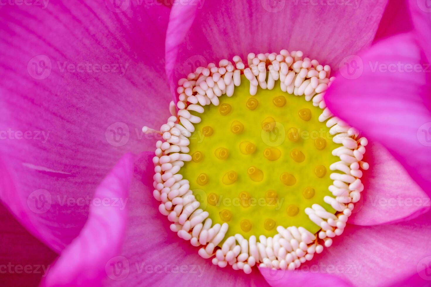Pink lotus flower spa background photo