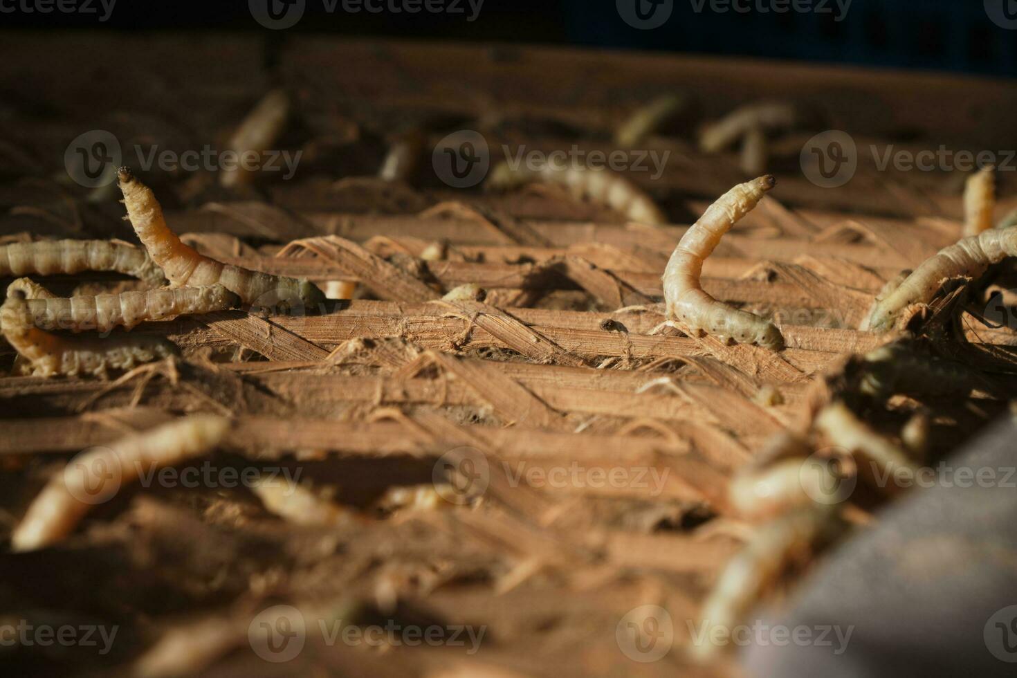 Silkworms that get warm sunlight in the morning. photo