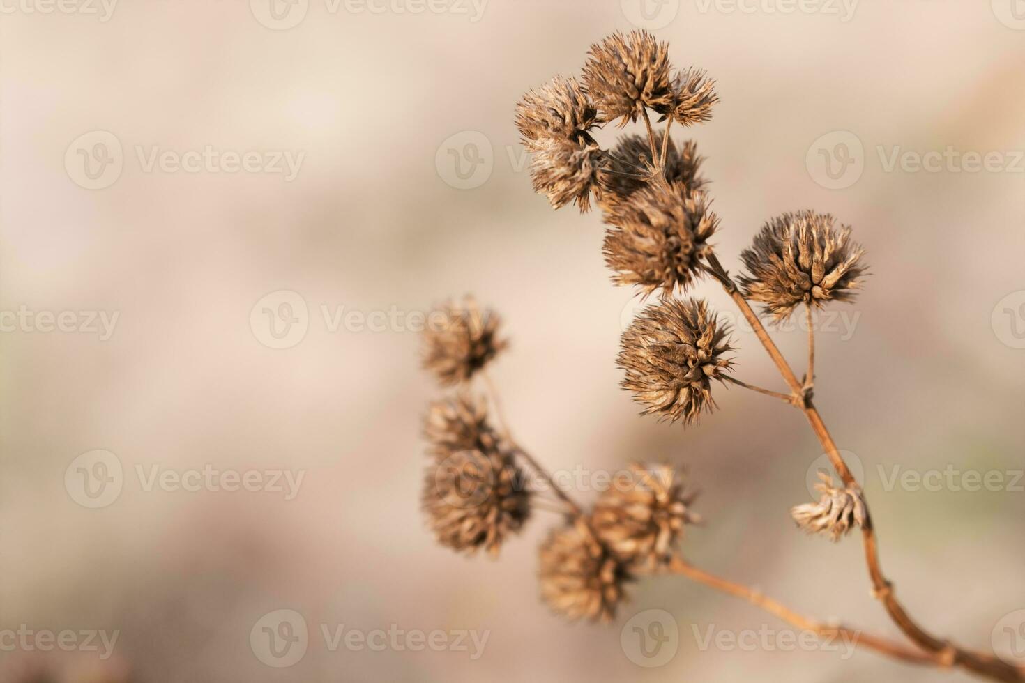 Dry flower, grass meadow outdoor. vintage filter photo