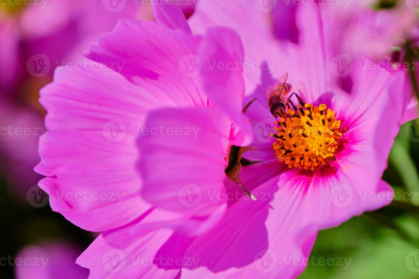 abeja buscando para néctar en el cosmos flor polen foto