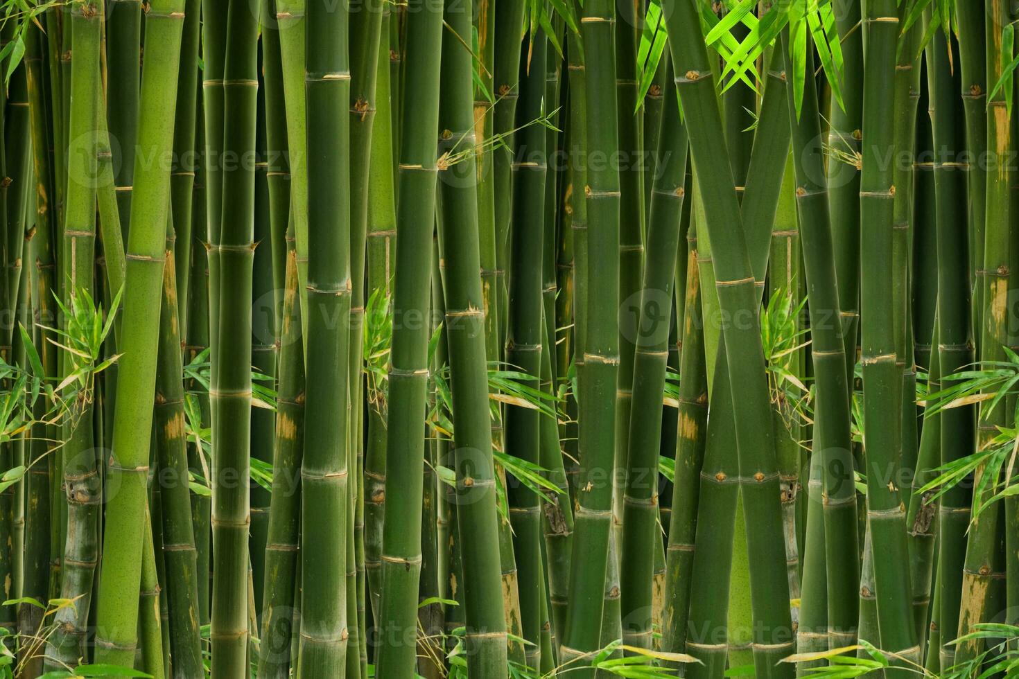 Green bamboo wall texture background photo