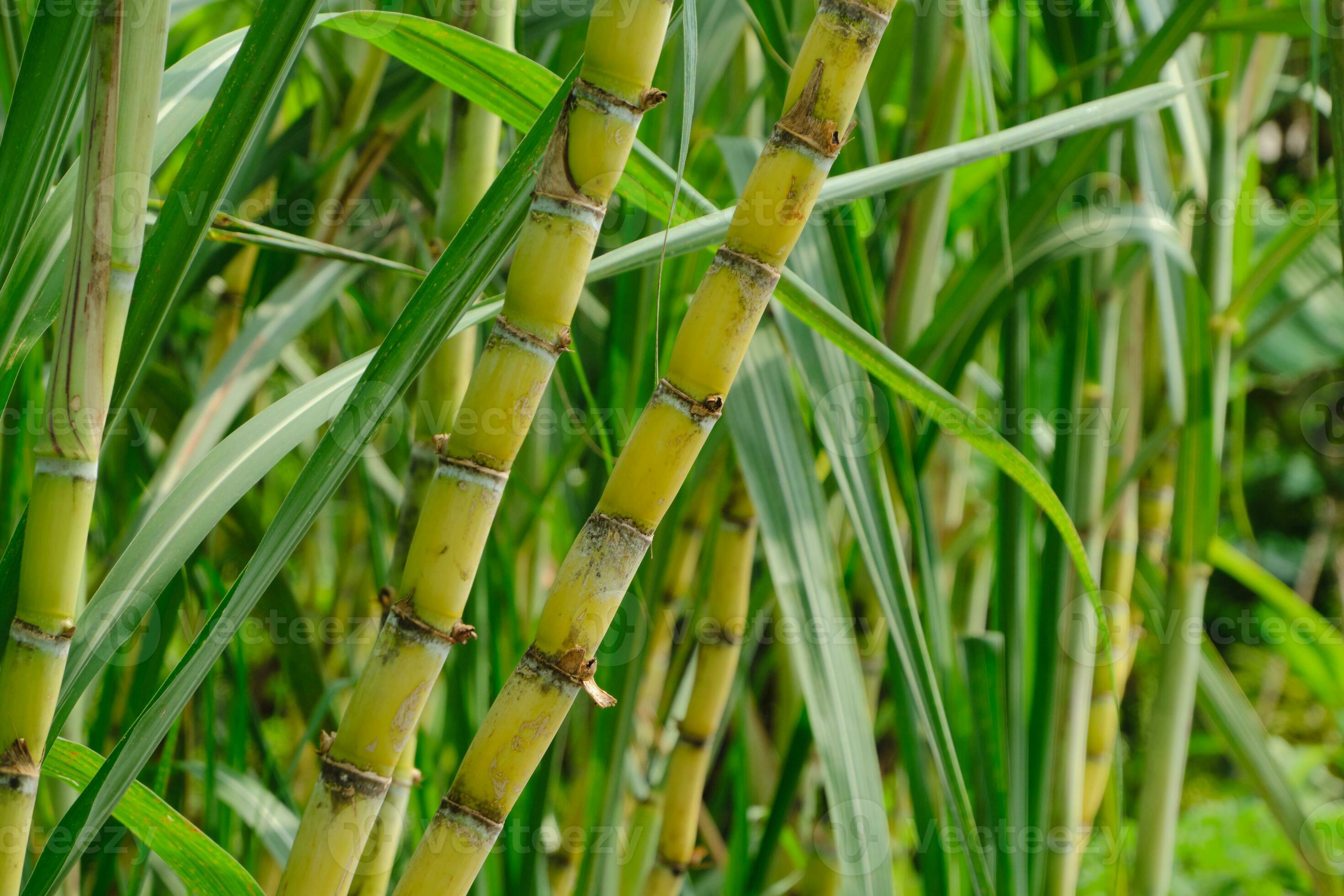 Sugarcane field plant green natural background 24270153 Stock Photo at Sugarcane field plant green natural background 24270153 Stock Photo at