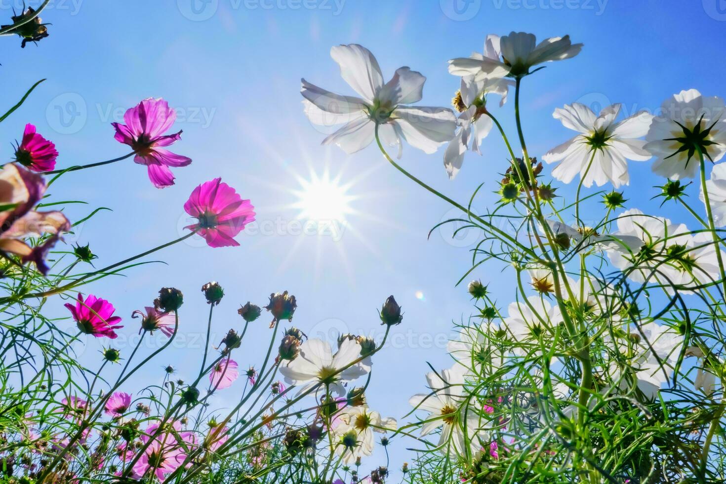 White and Pink cosmos flower with blue sky and cloud background photo