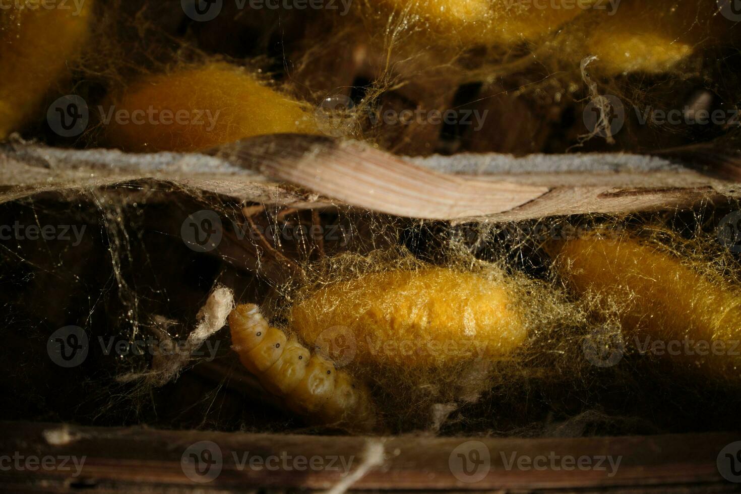 Silkworms cocoon that get warm sunlight in the morning. photo