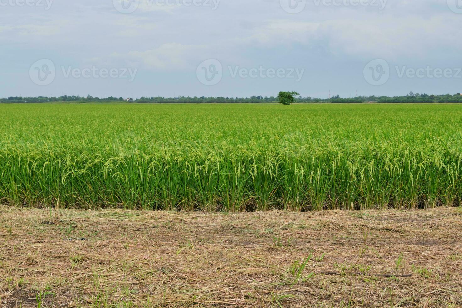 Rice field green landscape, agriculture farm, Nature beautiful outdoor Asia countryside food farming in Thailand photo