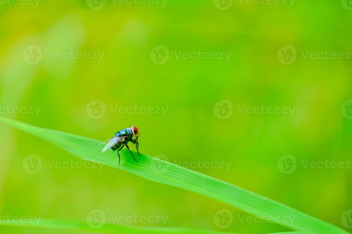 Fly on the plant leaves in nature, green background photo