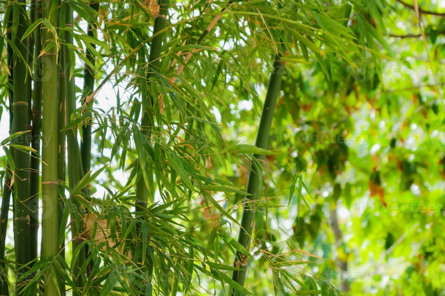 bamboo tree park outdoor nature photo