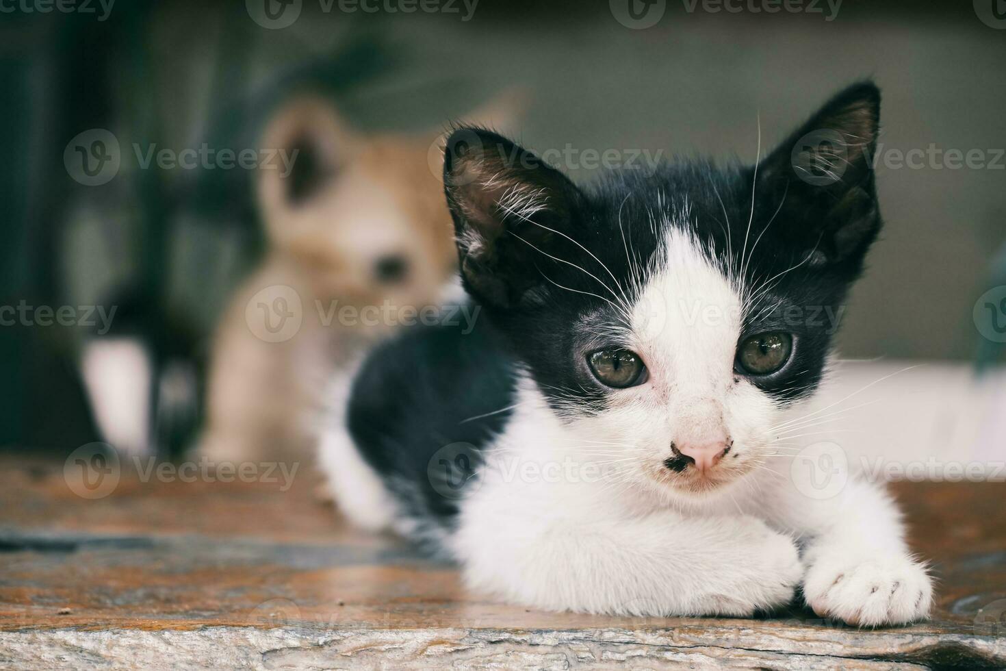 joven gato en de madera mesa foto