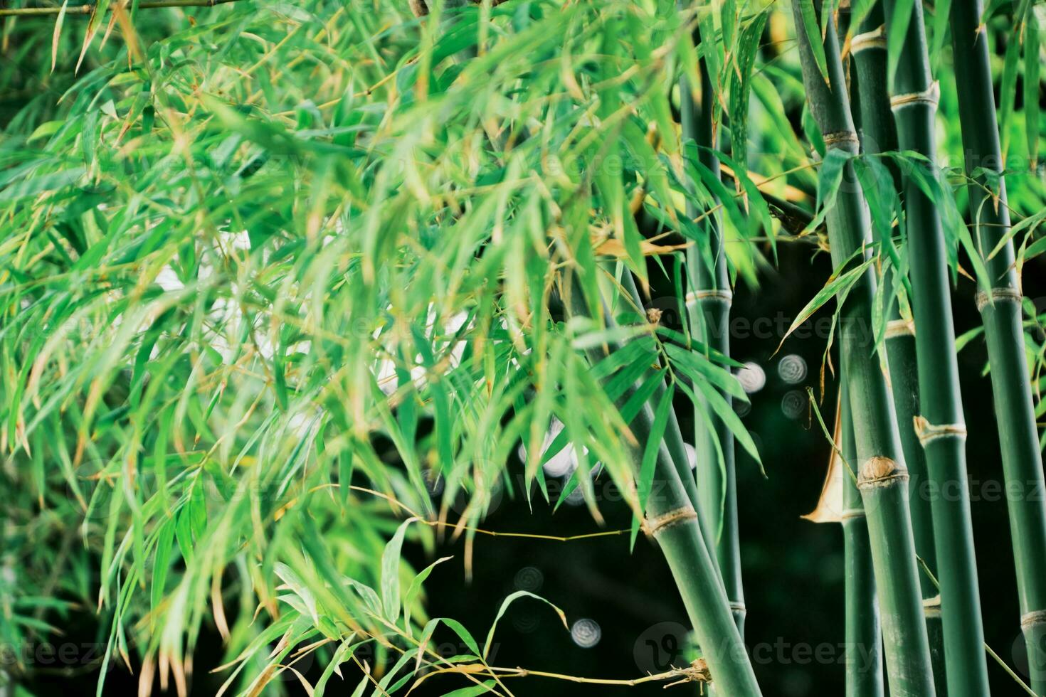 Bamboo forest nature park. Garden natural background. photo