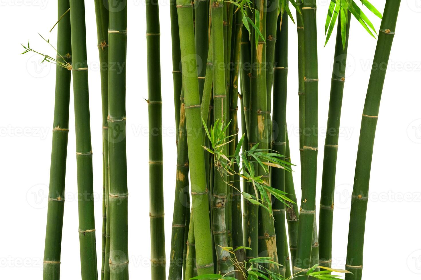 Bamboo isolated on white background. Clipping path photo