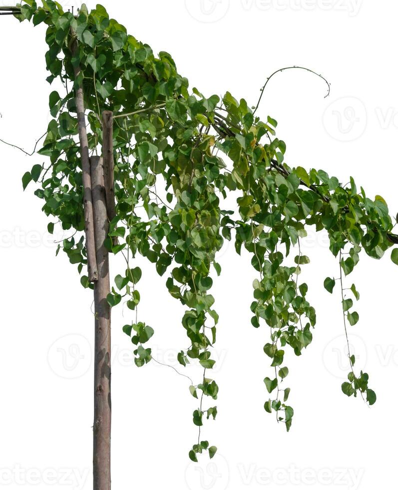 plant leaves tropic creeping plant isolated on white background. Clipping path photo