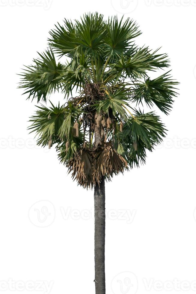 sugar palm tree isolated on white background. Clipping path photo