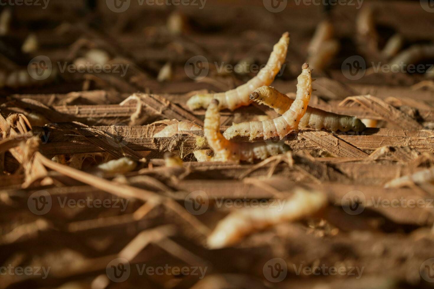 Silkworms that get warm sunlight in the morning. photo