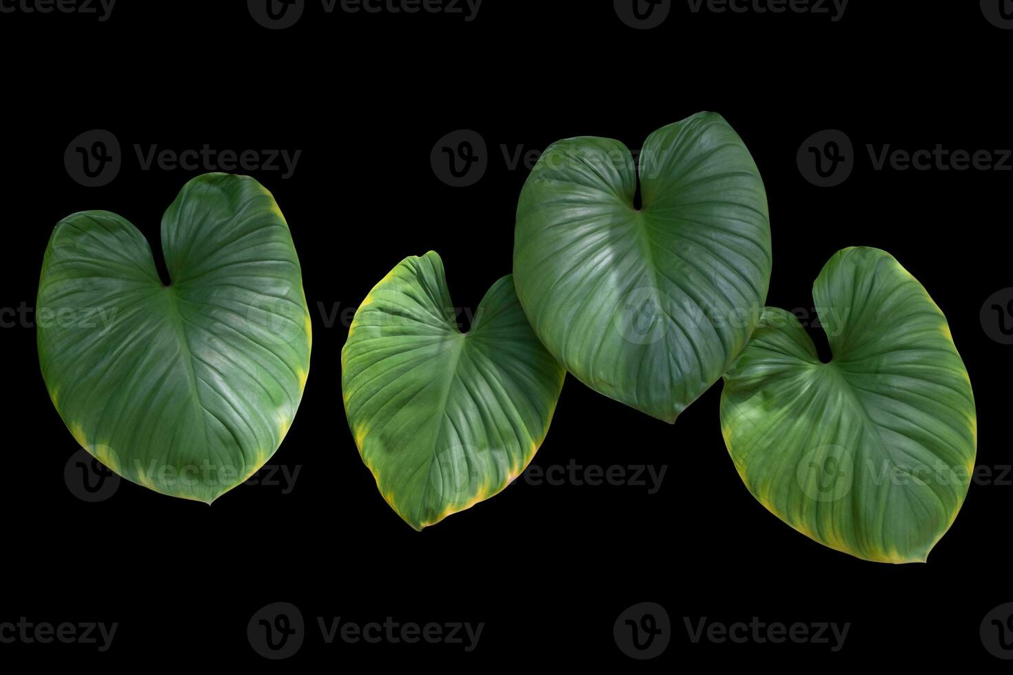 Green leaf jungle creeping plants isolated on black background have clipping path photo