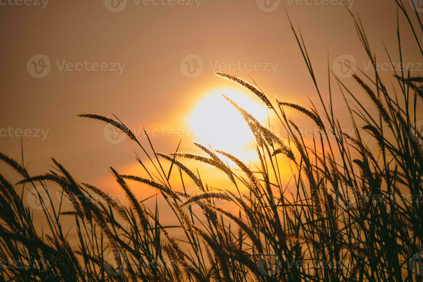 Peaceful nature morning scenery mist autumn background. Summer twilight countryside morning spring photo