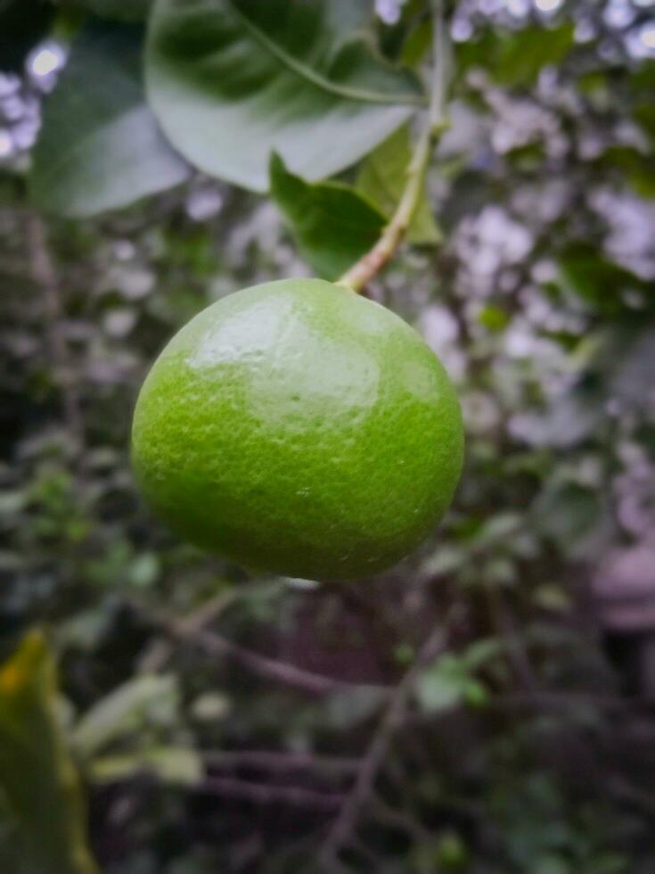 verde limón colgando en un árbol. de cerca de Fresco verde Lima en borroso jardín antecedentes. Fresco verde limón árbol. foto