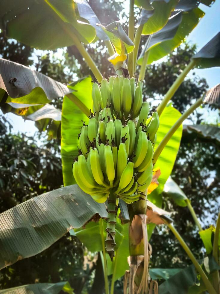 banana, colgando desde un rama en el árbol. de cerca de joven plátanos verde plátano manojo en el árbol. foto