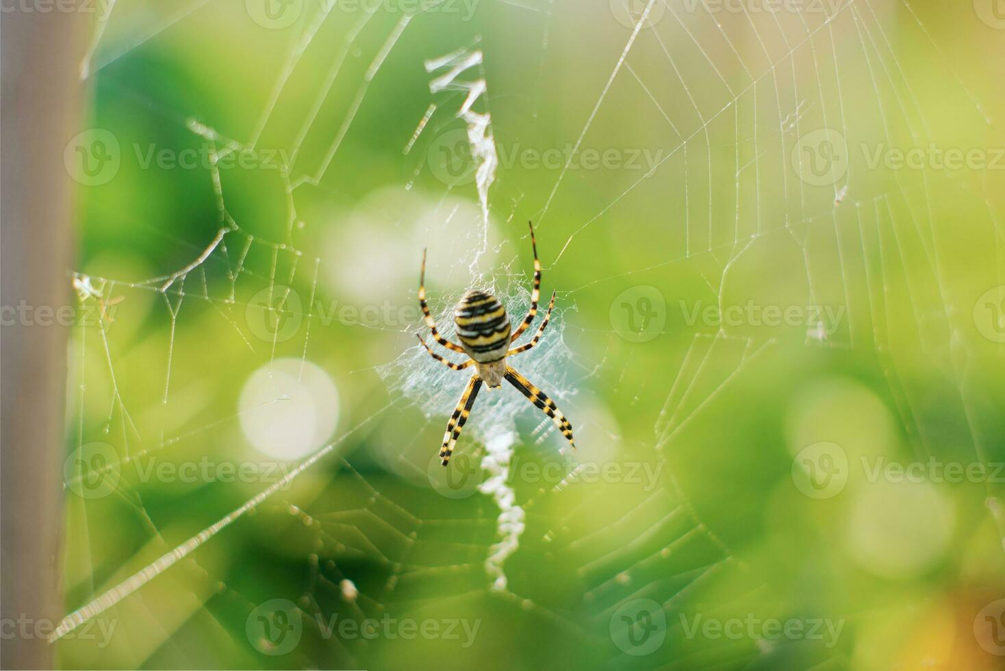 Spider argiope bruennichi on the web in the garden photo