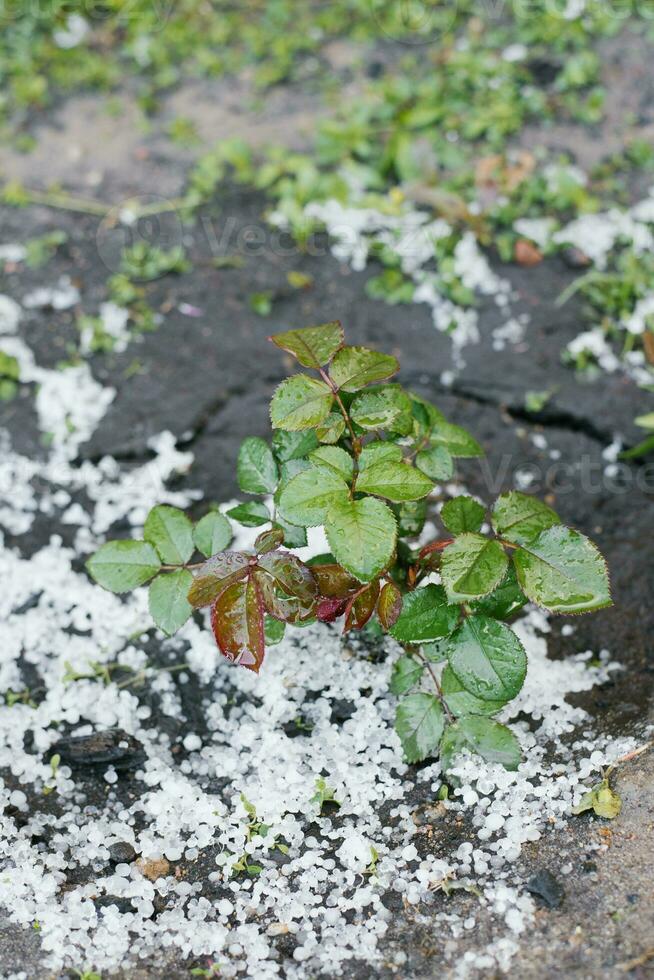A rose sapling damaged by summer hail photo