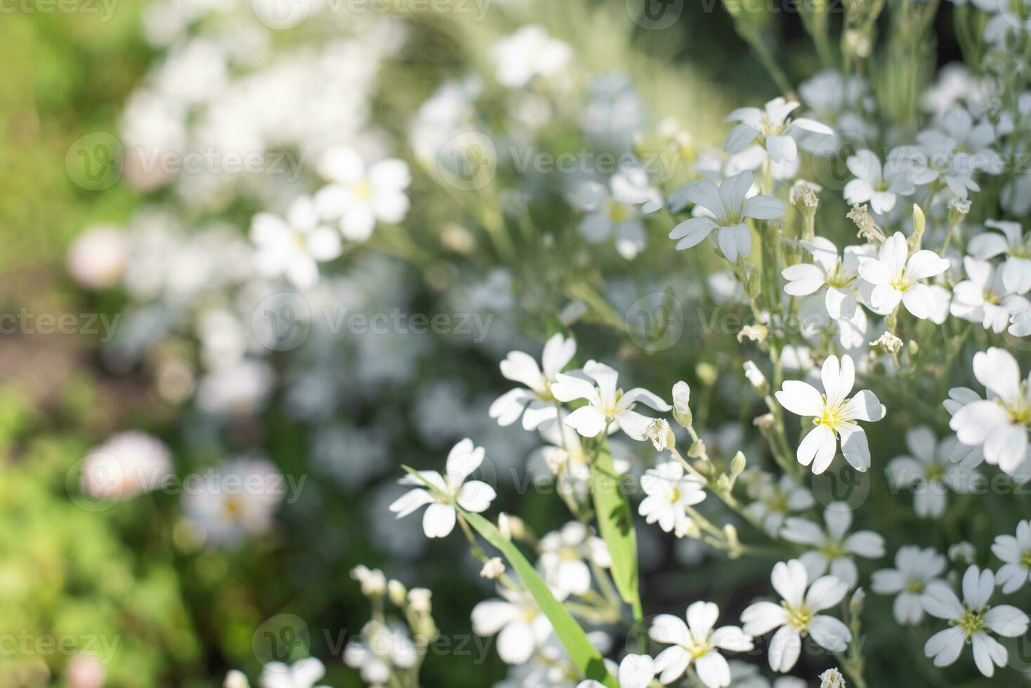 White flowers of Cerastium tomentosum with copy space photo