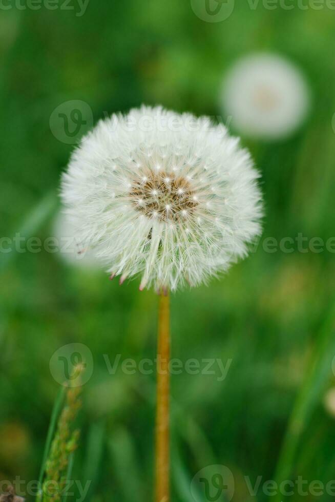 diente de león flor creciente en el verde césped en el primavera foto