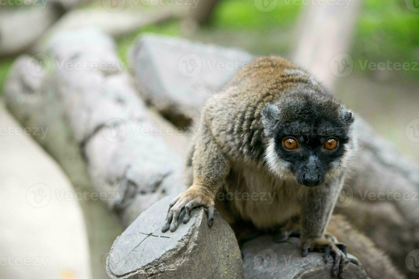 detailed close up of brown lemur photo