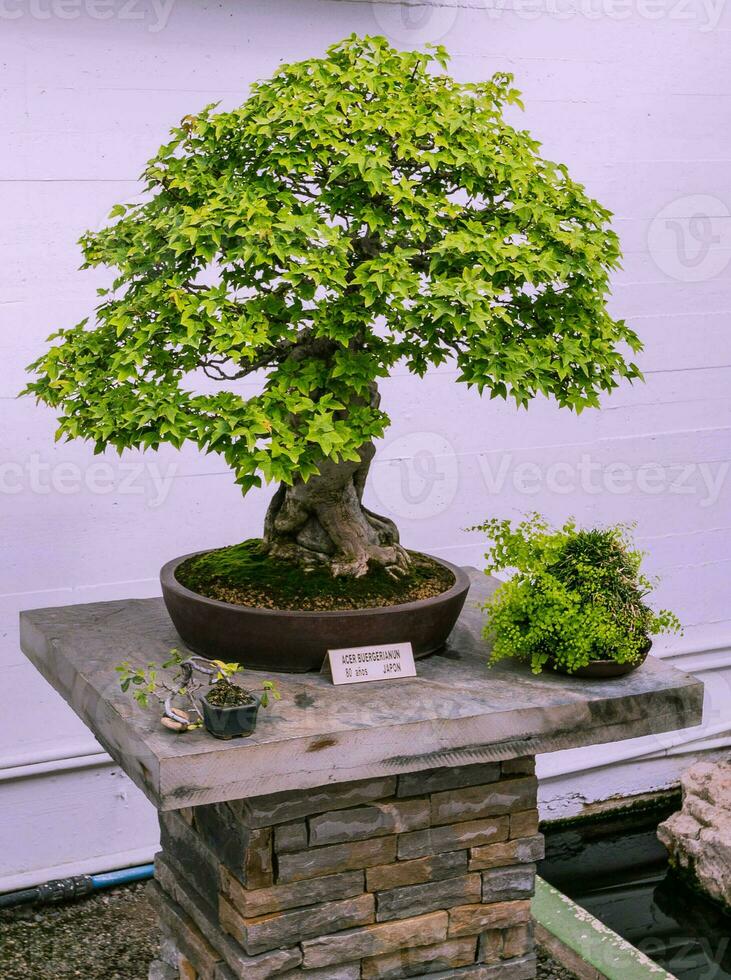 a very old bonsai tree standing on a stone pillar inside a bonsai garden photo