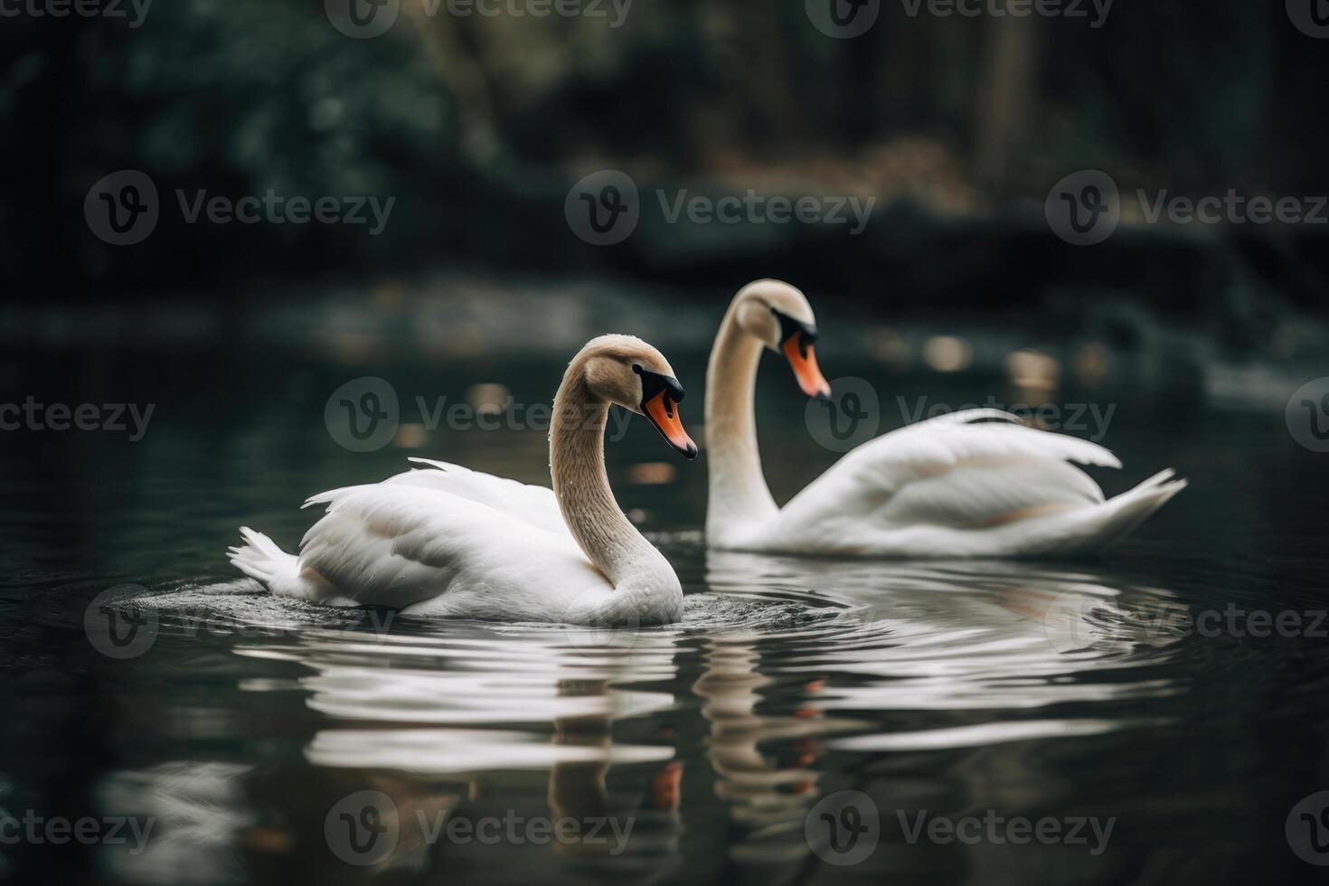 white pair of swans in love on the water photo