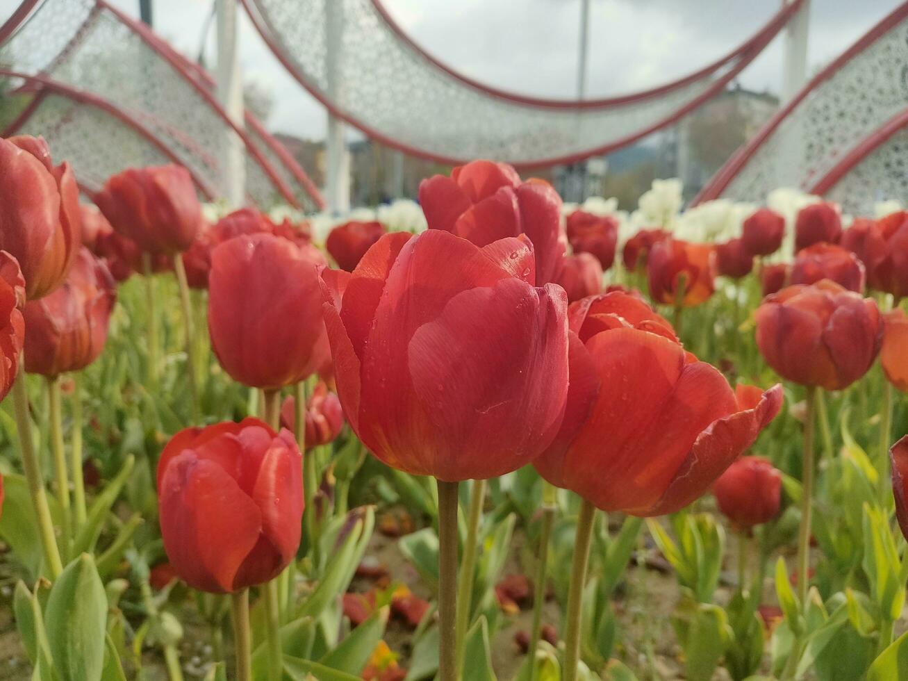 red tulip flowers blooming in kutahya city park turkey in spring, may 7 2023 photo