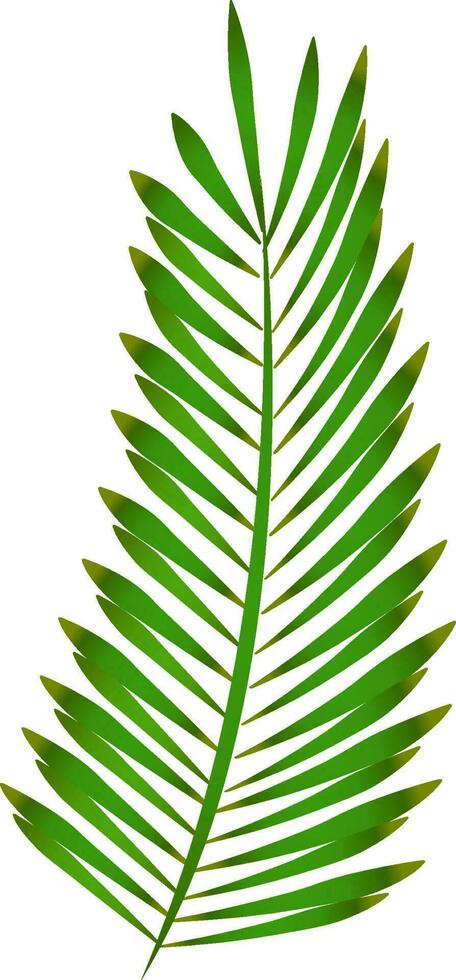 Vector illustration of tropical pine leaves.