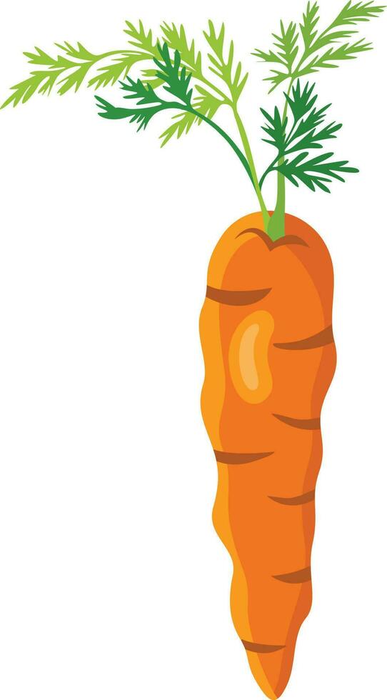 Fresh carrot isolated on white vector