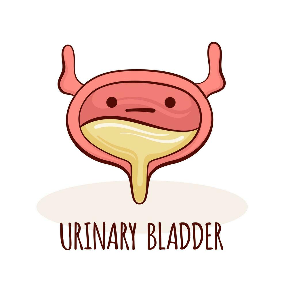 urinario vejiga personaje, dibujos animados mascota con gracioso rostro. urinario vejiga humano anatomía formación tarjeta vector