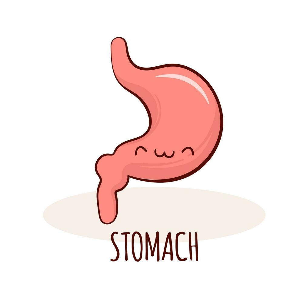 Stomach character, cartoon mascot with funny face. Stomach  human anatomy training card vector