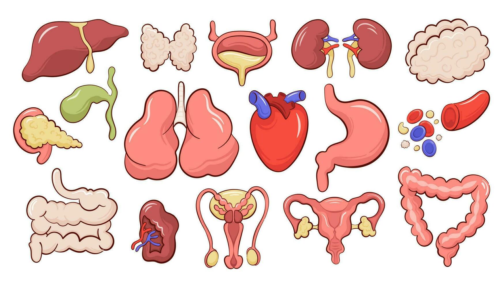 Set of isolated icons with  different human internal organs cartoon style vector