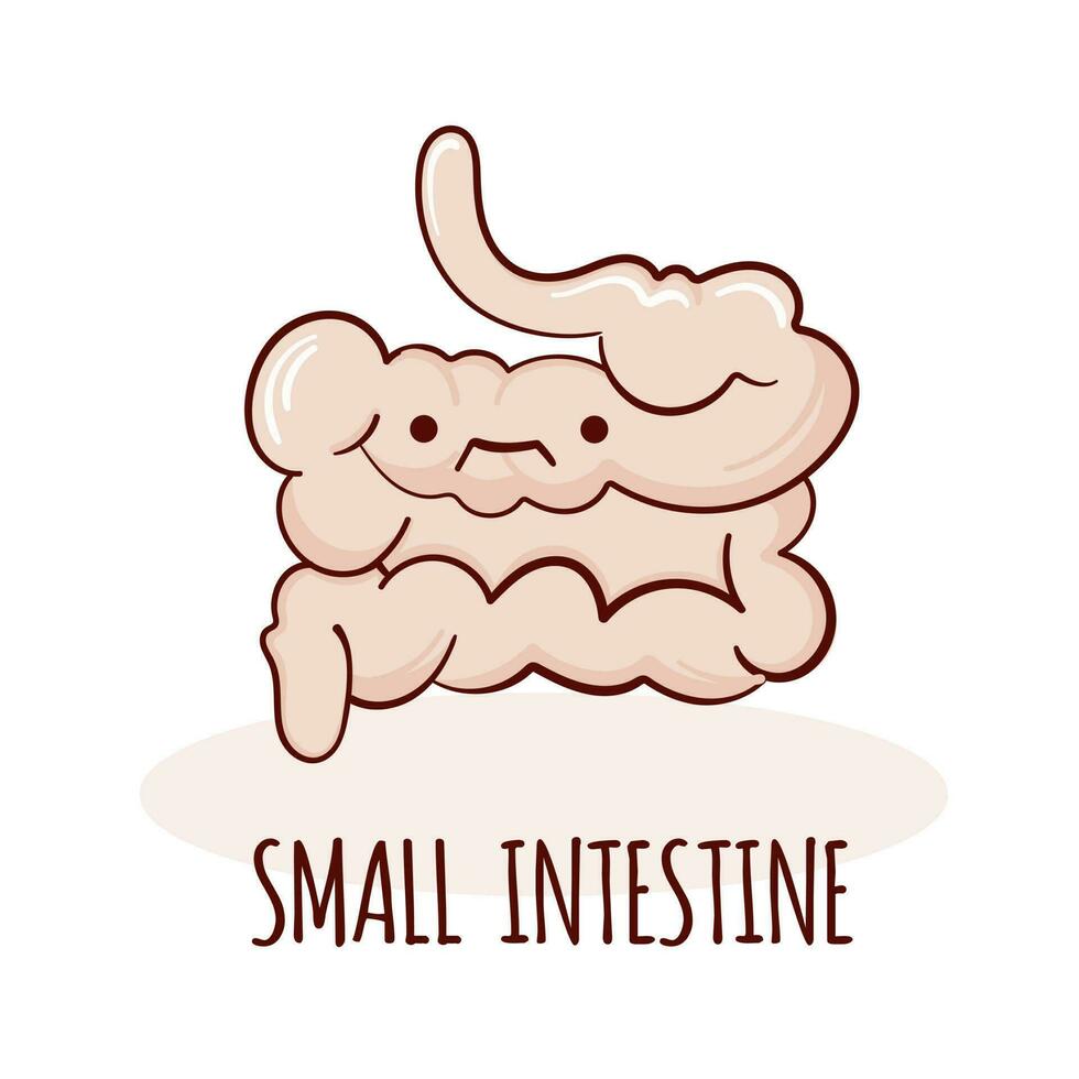Small intestine character, cartoon mascot with funny face. Small intestine human anatomy training card vector