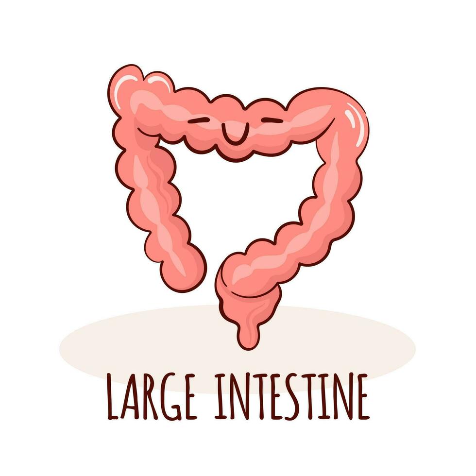 Large intestine character, cartoon mascot with funny face. Large intestine human anatomy training card vector