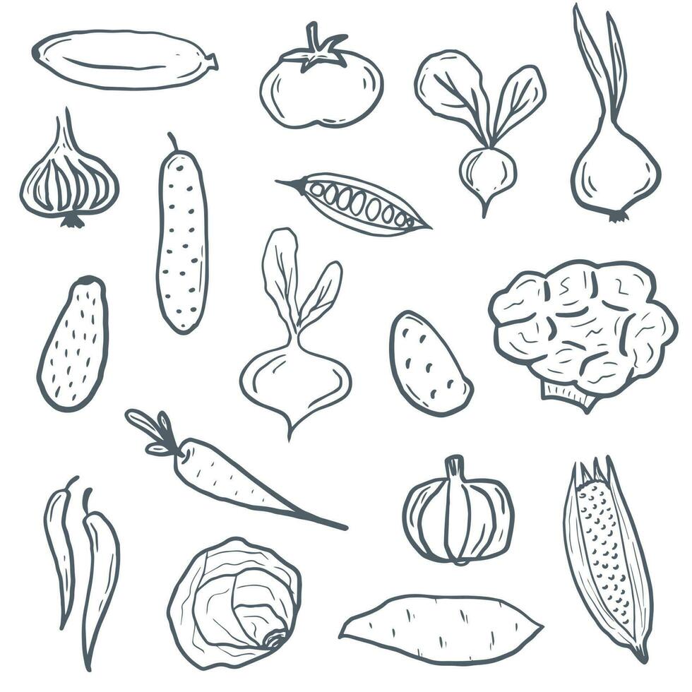 Doodle vegetables, hand drawn set of veggies, tomato, broccoli,corn, avocado, onion, carrot, potato, pumpkin, pepper, yam, raddish, cucumber, cabbage.Elements for print, background, kitchen towels vector