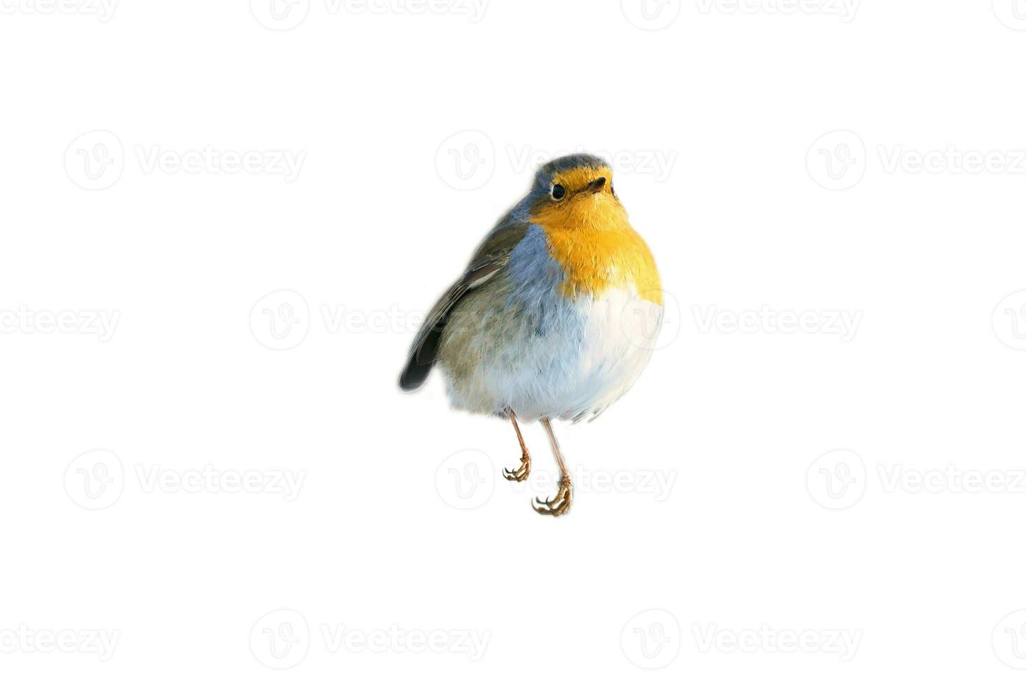 robin isolated, cropped for editing. Songbird with red, white and orange plumage photo