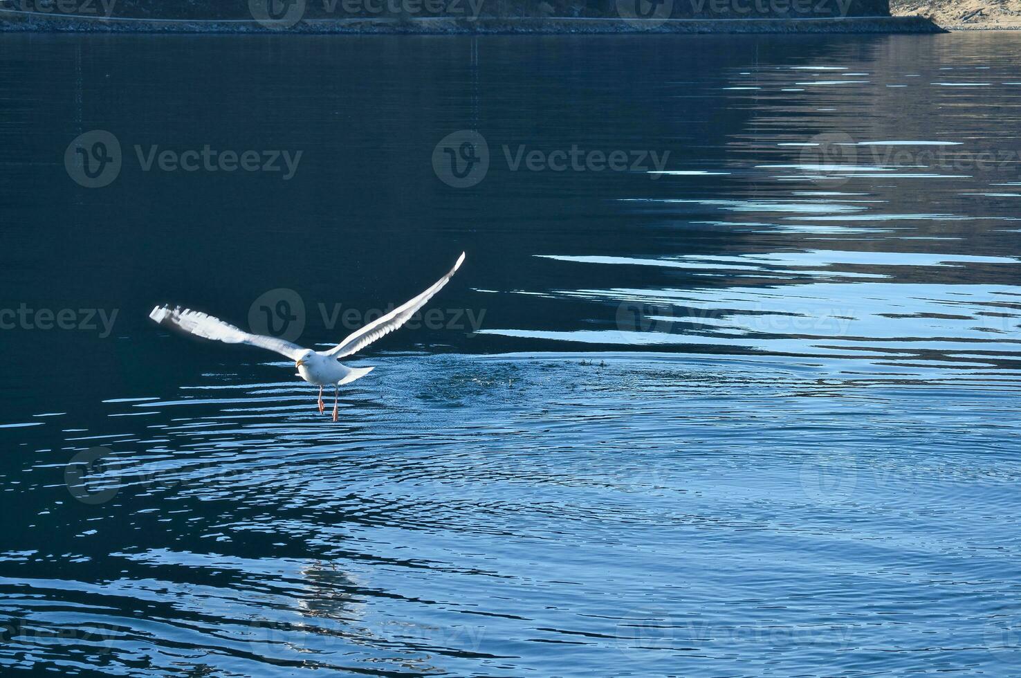 Seagulls takes off in the fjord. Water drops splash in dynamic movement of sea bird. photo