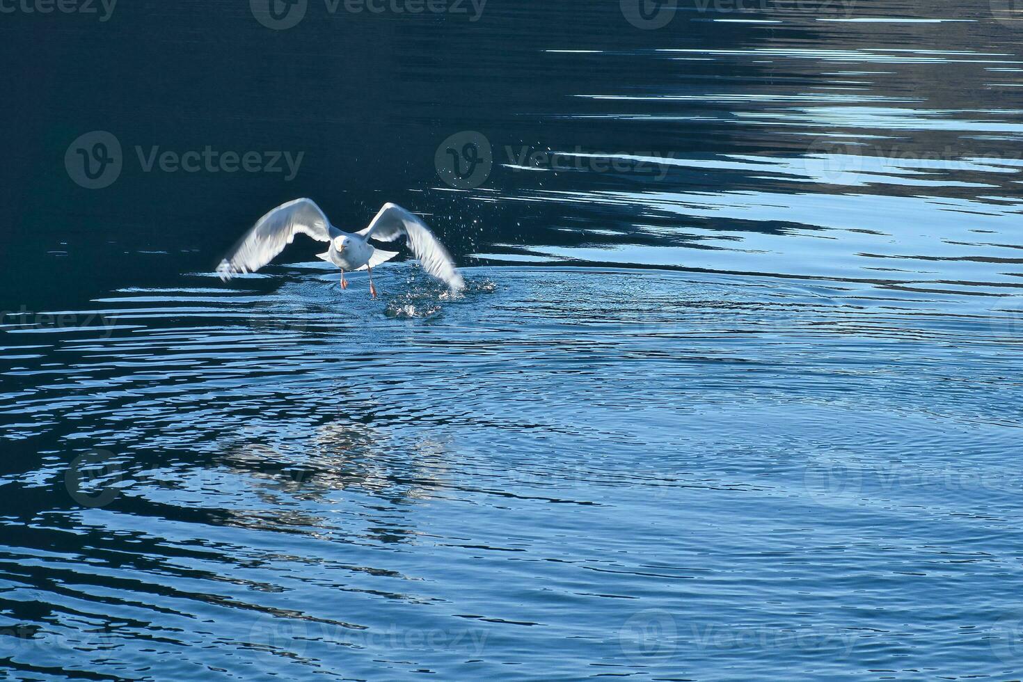 Seagulls takes off in the fjord. Water drops splash in dynamic movement of sea bird. photo